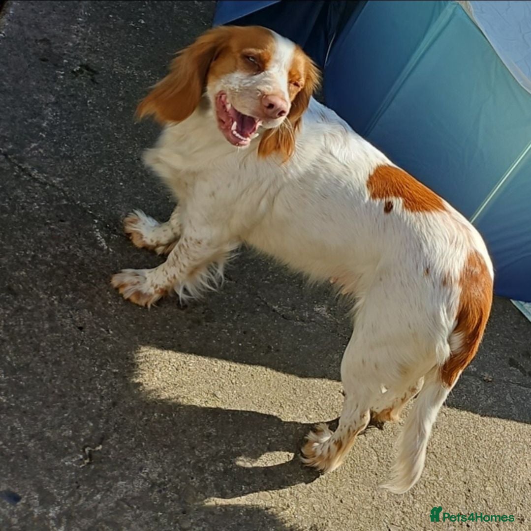Sprocker dogs Cocker spaniel puppies  - Advert 2