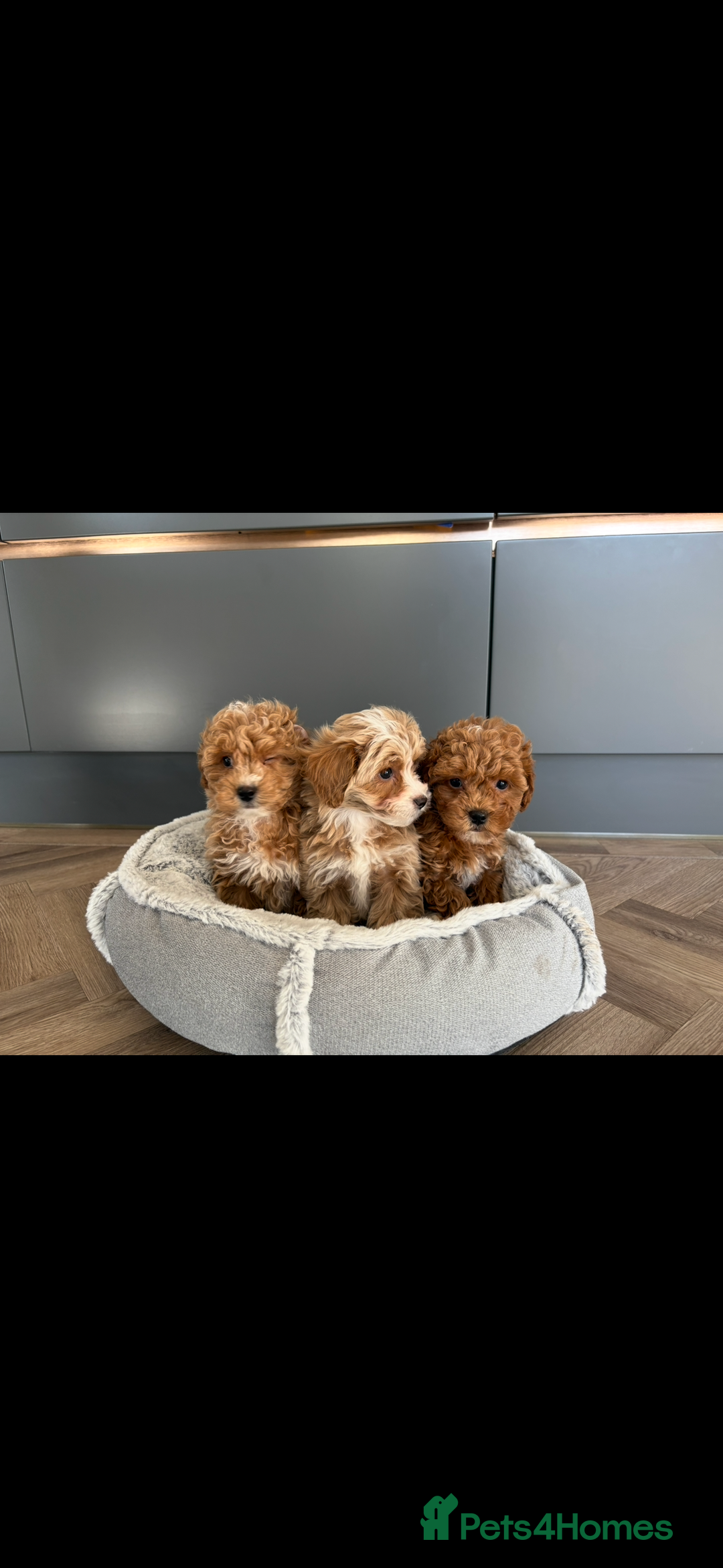 Maltipoo dogs for sale: Toy Maltipoo puppies for sale - Image 1