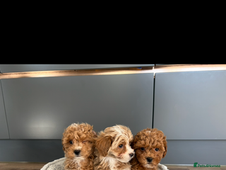 Maltipoo dogs - Advert 21