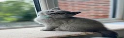 British Shorthair cats for sale: Beautiful British Shorthair Kittens Ready July - Advert 4