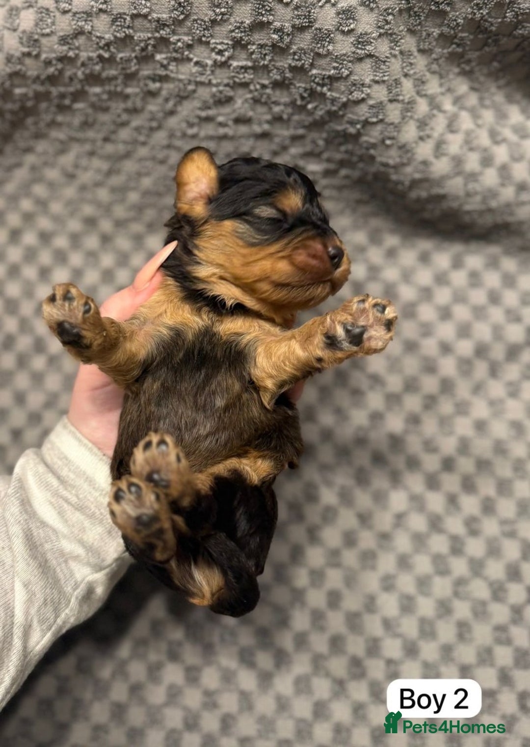 Cavapoo dogs for sale: 💛Gorgeous Cavapoo Puppies Looking 4 Forever Homes - Advert 8