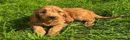 Cockapoo dogs for sale: FLUFFY F1 COCKAPOO PUPPIES HEALTH TESTED PARENTS - Advert 13
