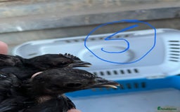 Chickens poultry for sale: Serama cockerels - Image 4