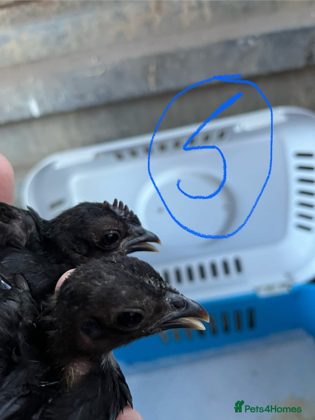 Chickens poultry for sale: Serama cockerels - Image 4