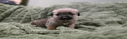 Mixed Breed dogs for sale: Puppies - Advert 11