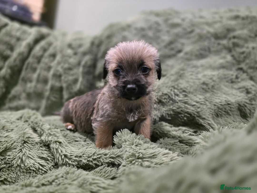 Mixed Breed dogs for sale: Puppies - Advert 11