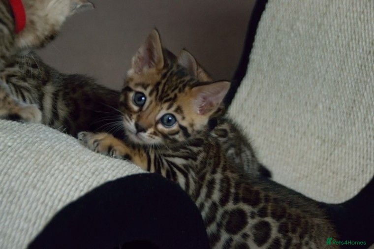 Bengal cats  beautiful bengal kittens  - Advert 4