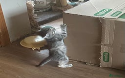Maine Coon cats for sale: 3/4 Maincoon Cross - Image 6