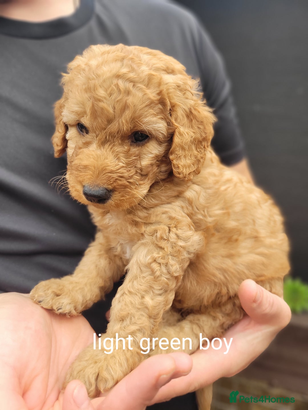 Labradoodle dogs for sale:  Apricot Doodle labradoodles - Image 18