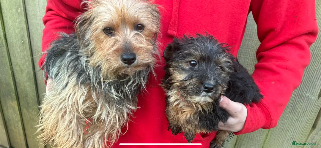 Yorkshire Terrier dogs for sale: Yorkshire terrier boy - Advert 1