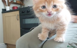 Mixed Breed cats for sale: Adorable kitten for sale - Image 2