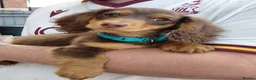 Miniature Dachshund dogs for sale: ✨️Beautiful Longhaired Minis✨️Lovely Temperments✨️ - Advert 5
