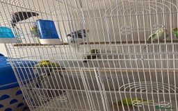 Budgerigars birds for sale: Mixed Budgies for sale - Image 4