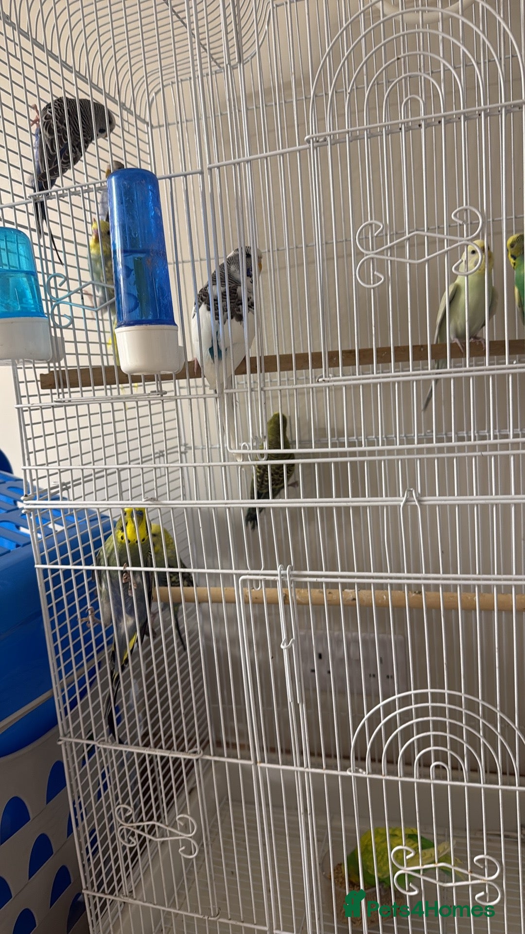 Budgerigars birds for sale: Mixed Budgies for sale - Image 4