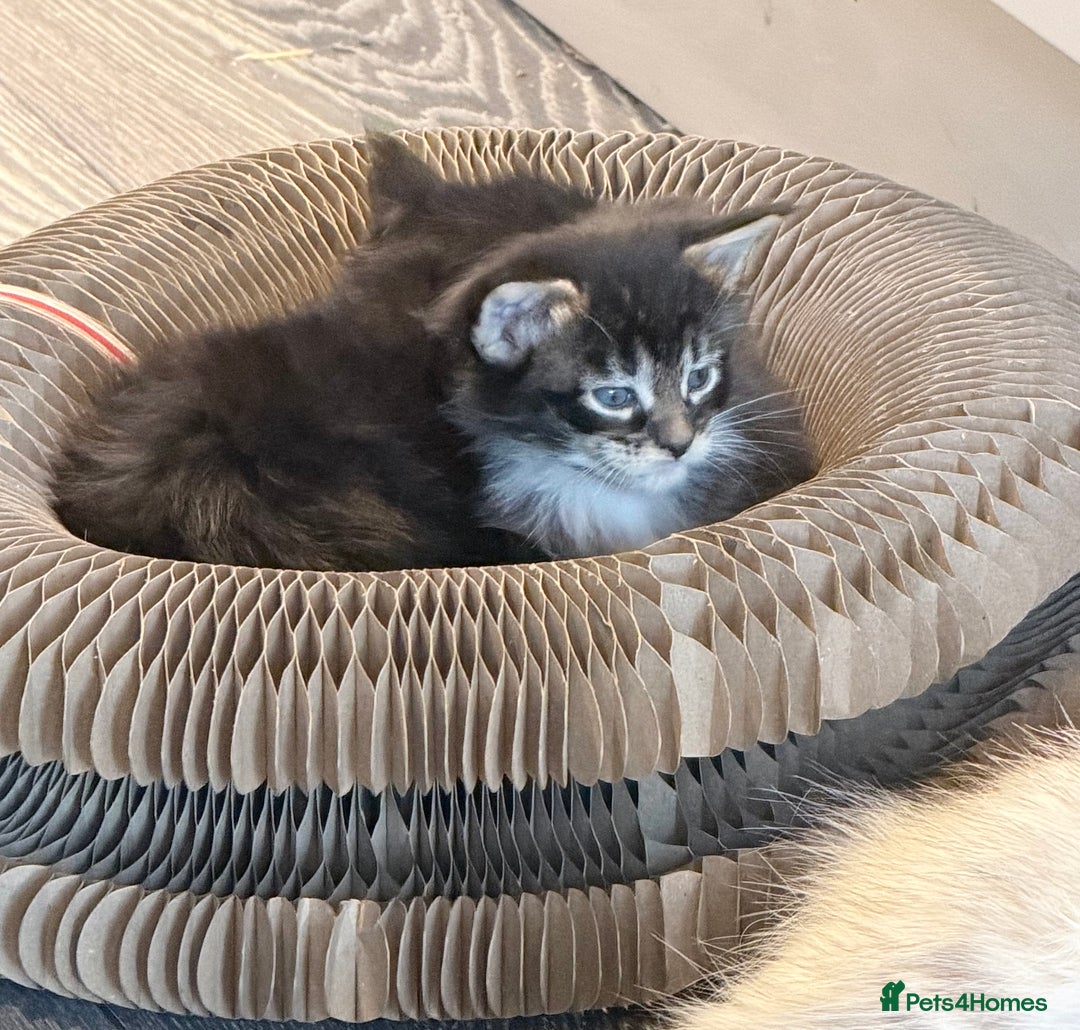 Maine Coon cats for sale: TICA reg adorable Maine Coon baby kittens  - Advert 7