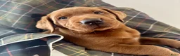 Labrador Retriever dogs for sale: Darkest mahogany fox red labrador puppies for sale - Advert 7