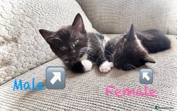 Mixed Breed cats for sale: Delightful mix-breed Siamese-black tabby-kittens - Image 5