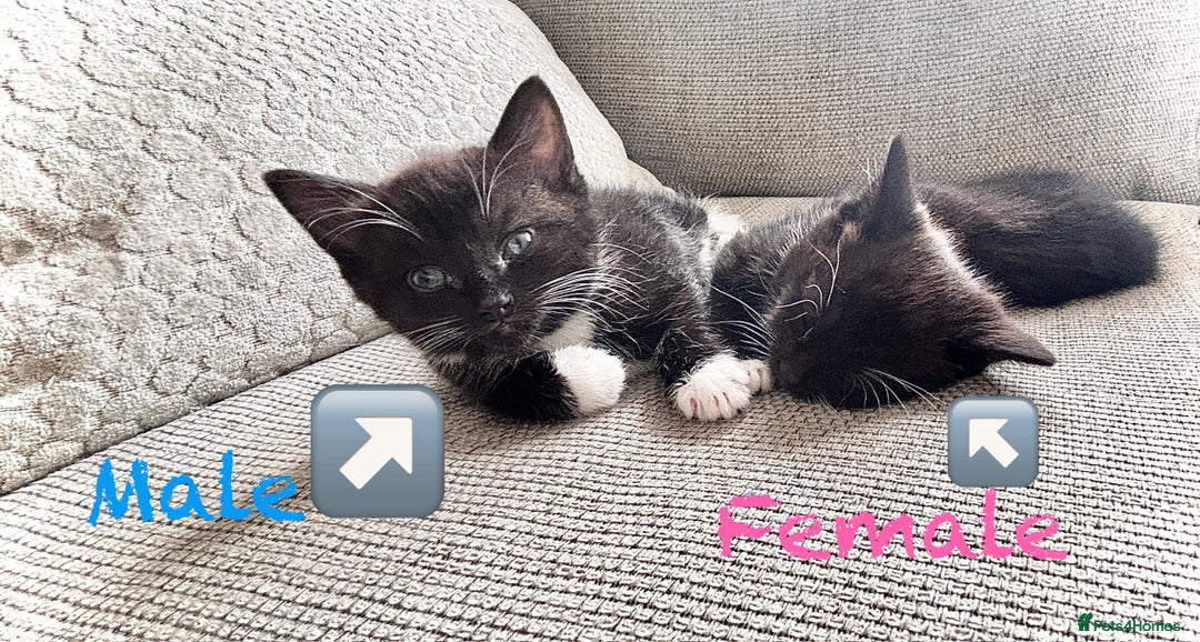 Mixed Breed cats for sale: Delightful mix-breed Siamese-black tabby-kittens - Image 5