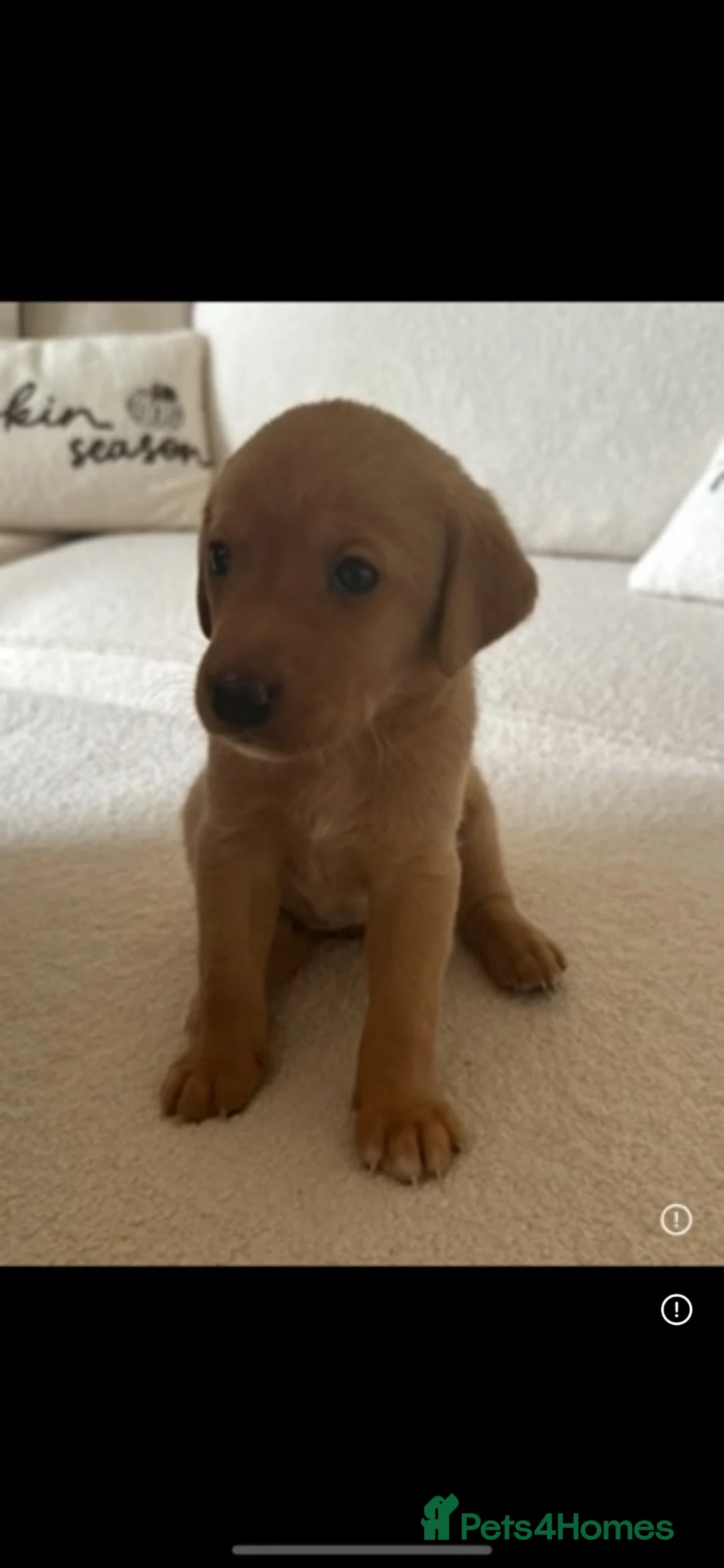 Labrador Retriever dogs for sale: Fox red Labradors puppies  - Advert 2