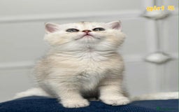 Scottish Fold cats for sale: Scottish straight/fold kittens 😸  - Image 17