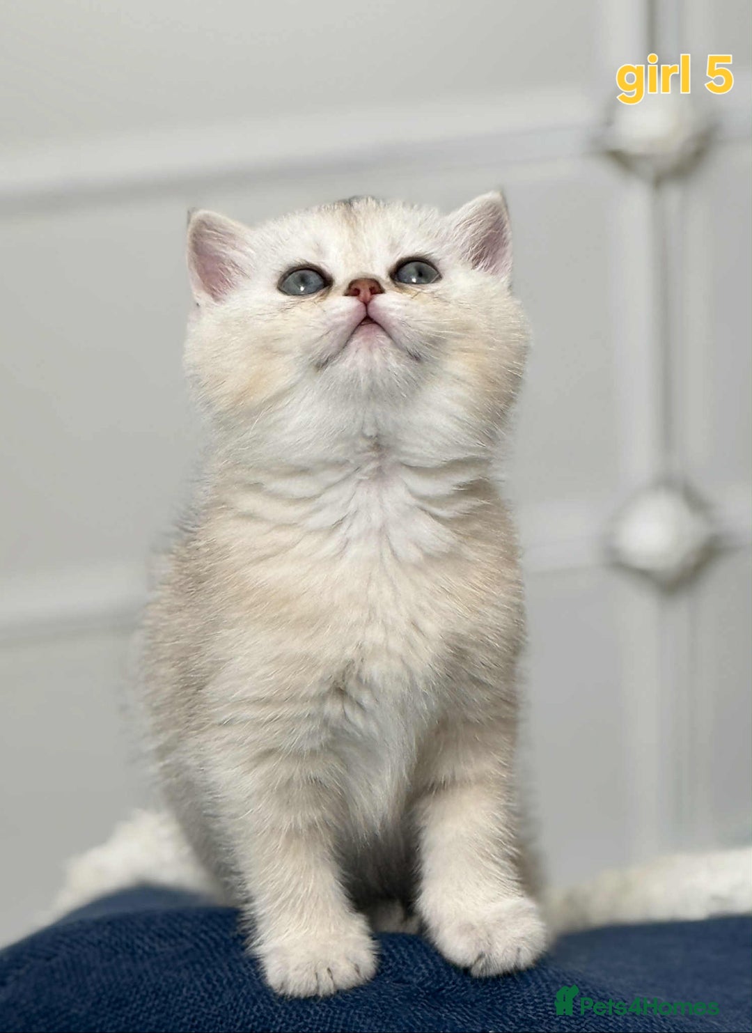 Scottish Fold cats for sale: Scottish straight/fold kittens 😸  - Image 17