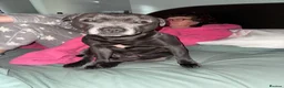 Staffordshire Bull Terrier dogs for stud: Athletic loving temperament blue staff stud in London - Advert 8