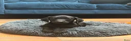 Labrador Retriever dogs for sale: Labrador Puppies  KC Reg Stunning  - Advert 3