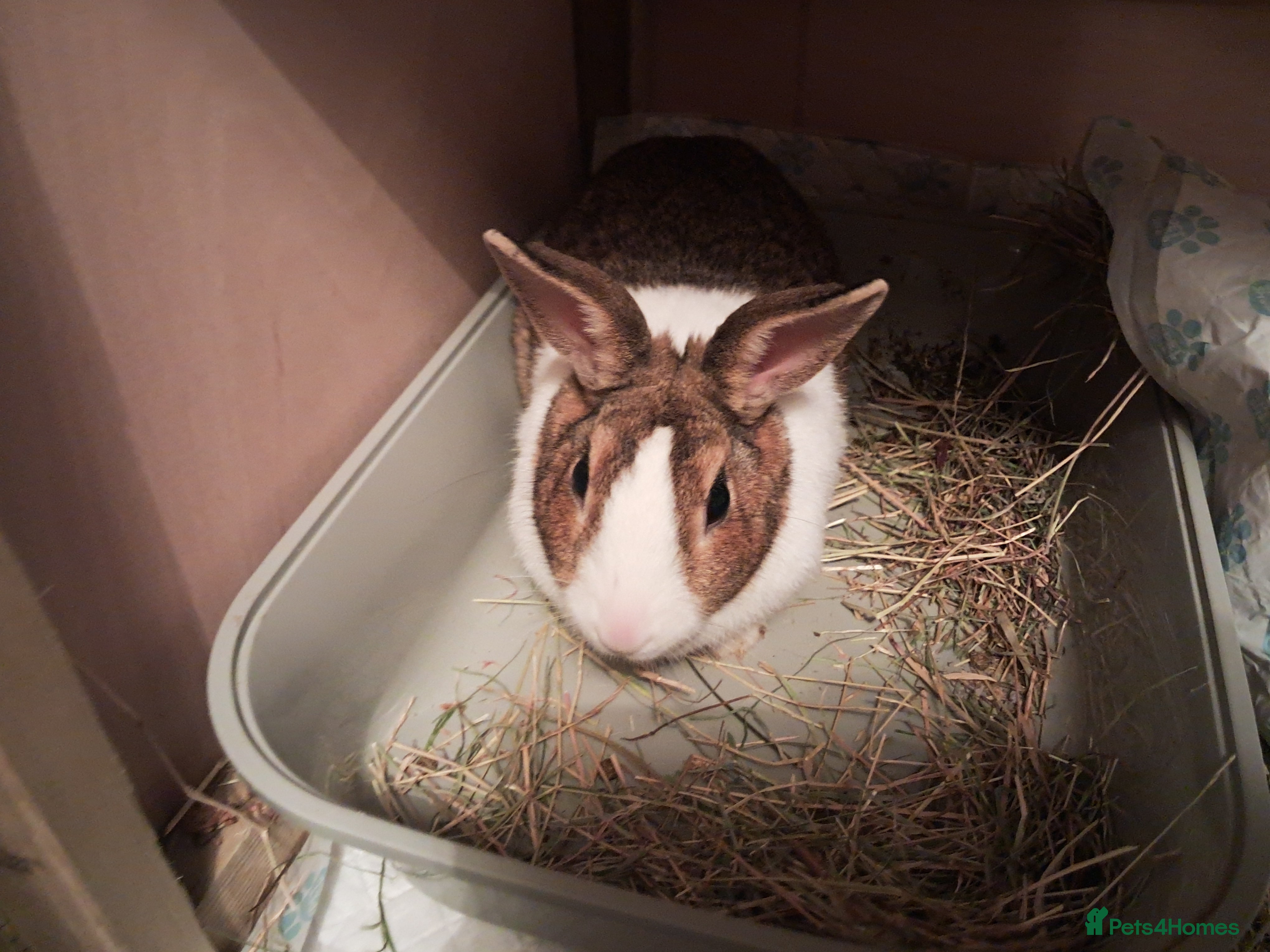 Dutch rabbits PLEASE READ - Advert 1