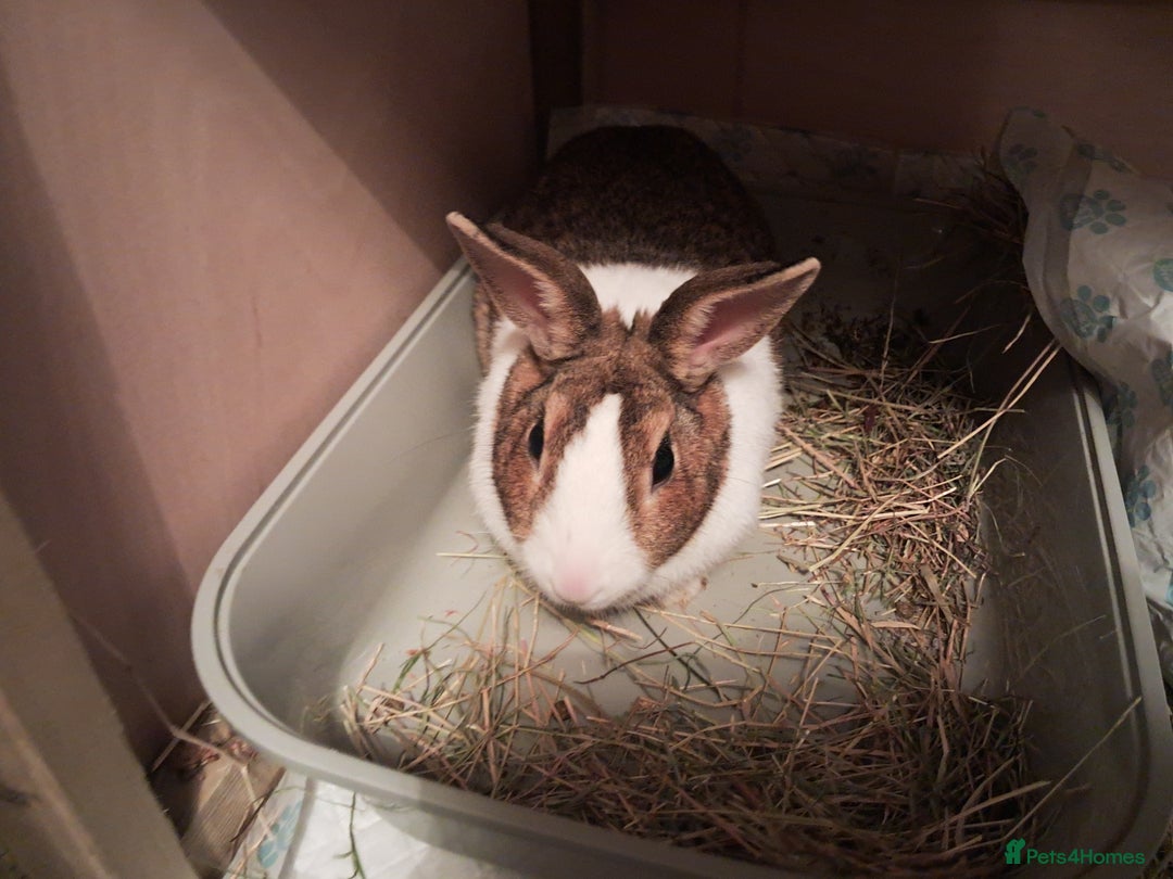 Dutch rabbits for sale: PLEASE READ - Advert 1