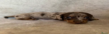 Miniature Dachshund 1