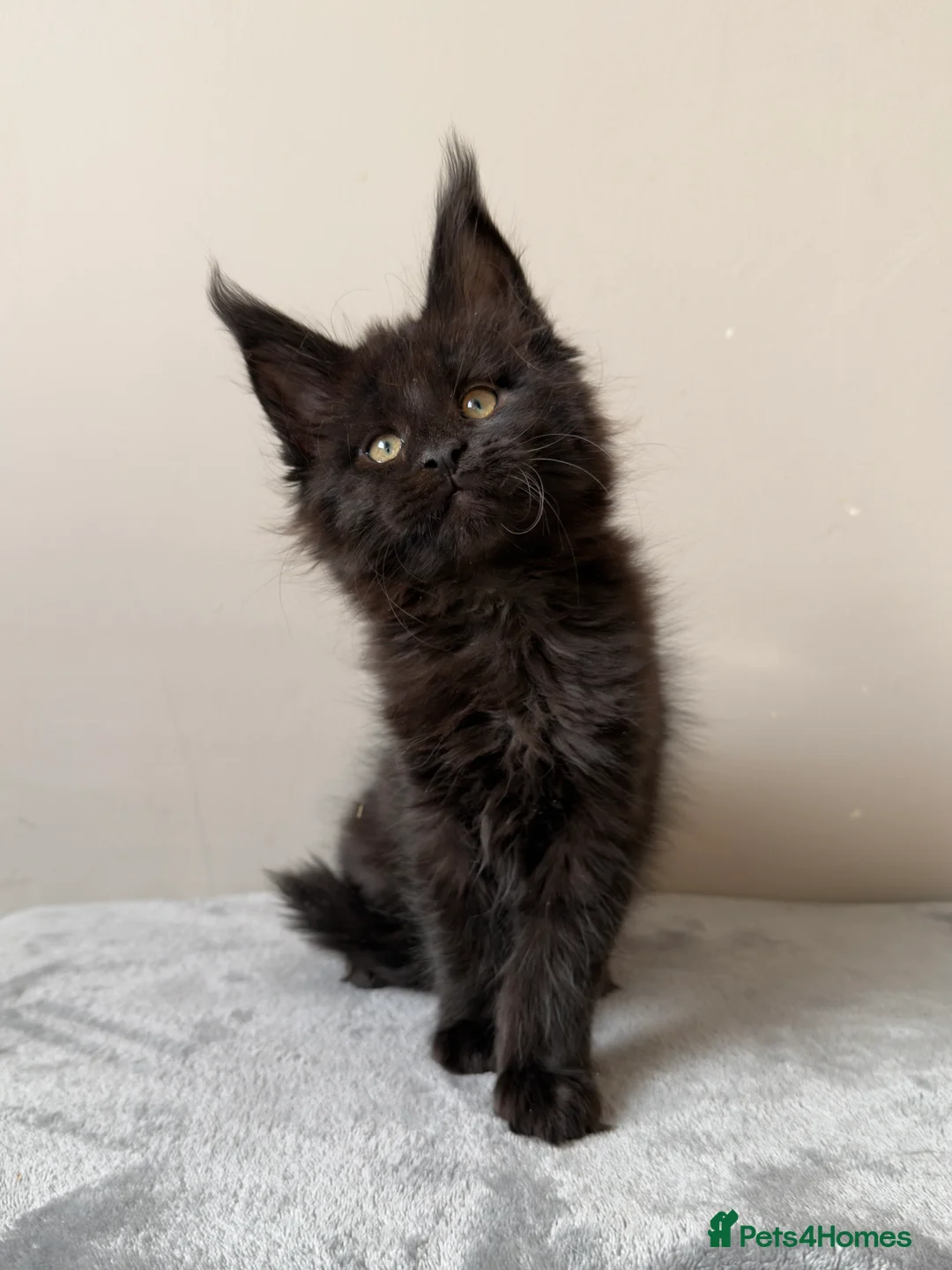 Maine Coon cats for sale: ⭐️ Outstanding TICA Maine Coons ⭐️ - Russian Lines in Halifax - Advert 9