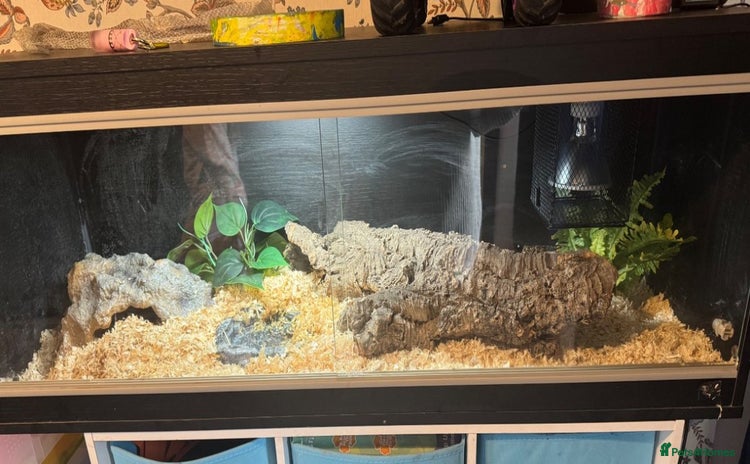 King Snake reptiles - Advert 1