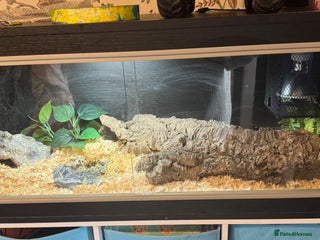 King Snake reptiles - Advert 18
