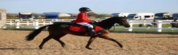 Riding pony horses for sale: Mothers dream pony  in Newton Aycliffe - Advert 4