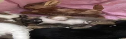 Chiweenie dogs for sale: 🐶 Gorgeous Litter of Toy Chiweenies 🐶 in Okehampton - Advert 16