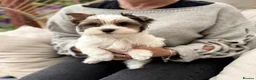 Yorkshire Terrier dogs for sale: Yorkie Puppies - Ready to Steal Your Hear! ✨🐾 - Advert 2