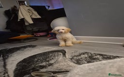 Miniature Poodle dogs for stud: Billy boy for stud - Advert 2