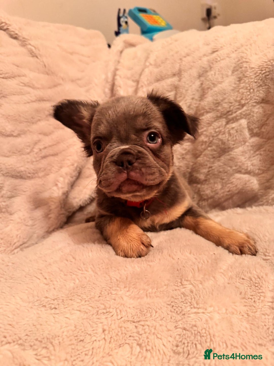 French Bulldog dogs for sale: French bulldog puppys - Advert 3