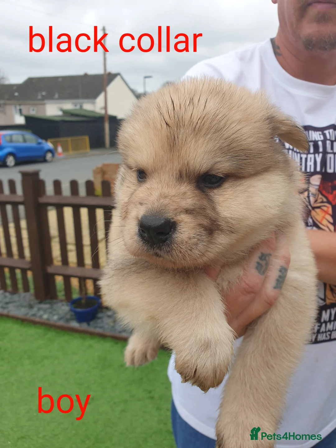 Mixed Breed dogs for sale: Hybrid chowchow/alaskan malamute  - Advert 13