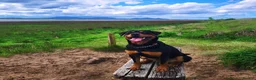 Rottweiler dogs for sale: Rottweiler Puppies Non KC Registered Litter in Gaerwen - Advert 7