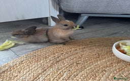 Rex rabbits for sale: Gorgeous bunnies, all males  - Image 1