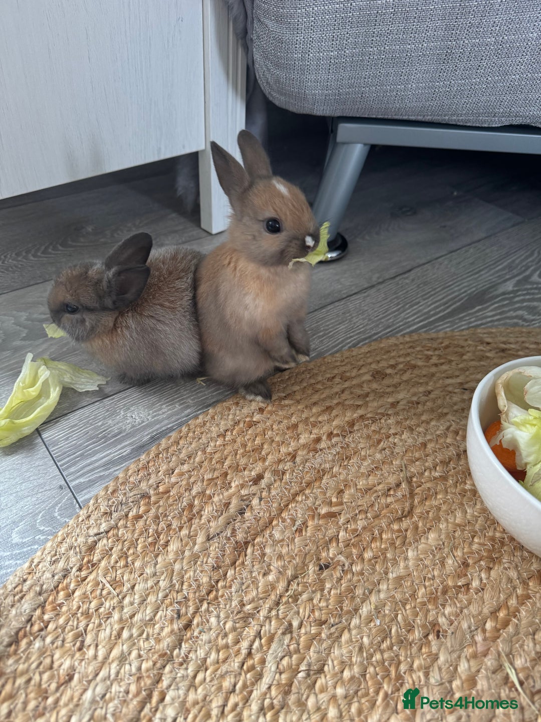 Rex rabbits for sale: Gorgeous bunnies, all males  - Image 1