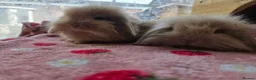 Mini Lion Lop rabbits for sale: True type Teddy lion lops ready to leave 21st Aug - Advert 8