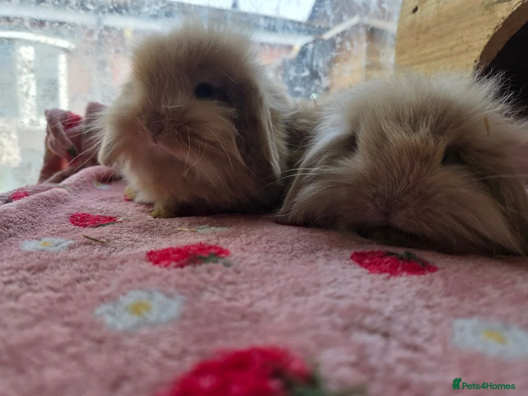 Mini Lion Lop rabbits for sale: True type Teddy lion lops ready to leave 21st Aug - Advert 8