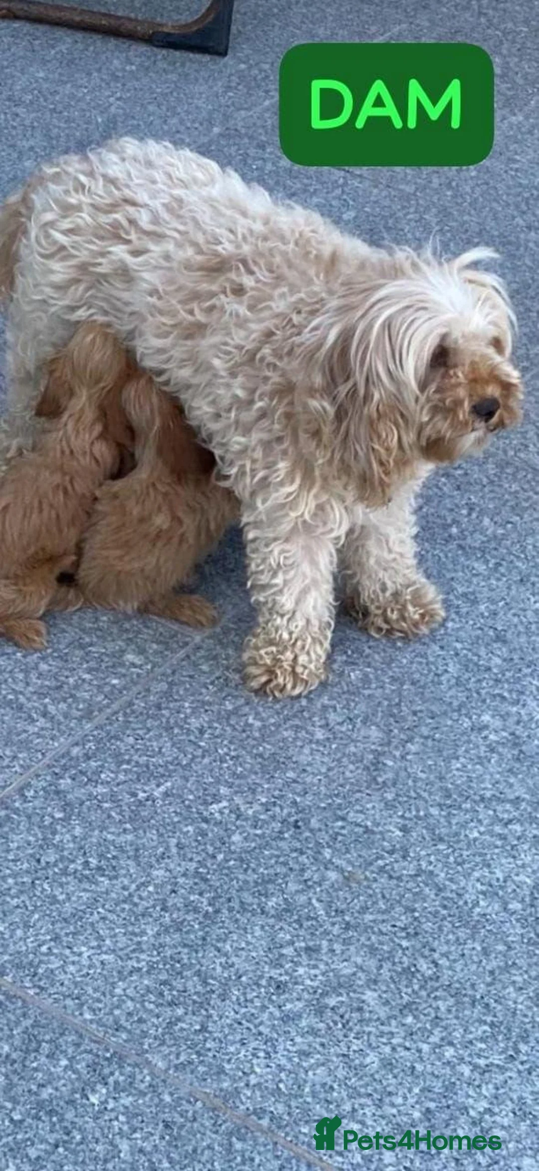 Cavapoo dogs for sale: Cavapoo Puppies for Sale in Edinburgh - Advert 2
