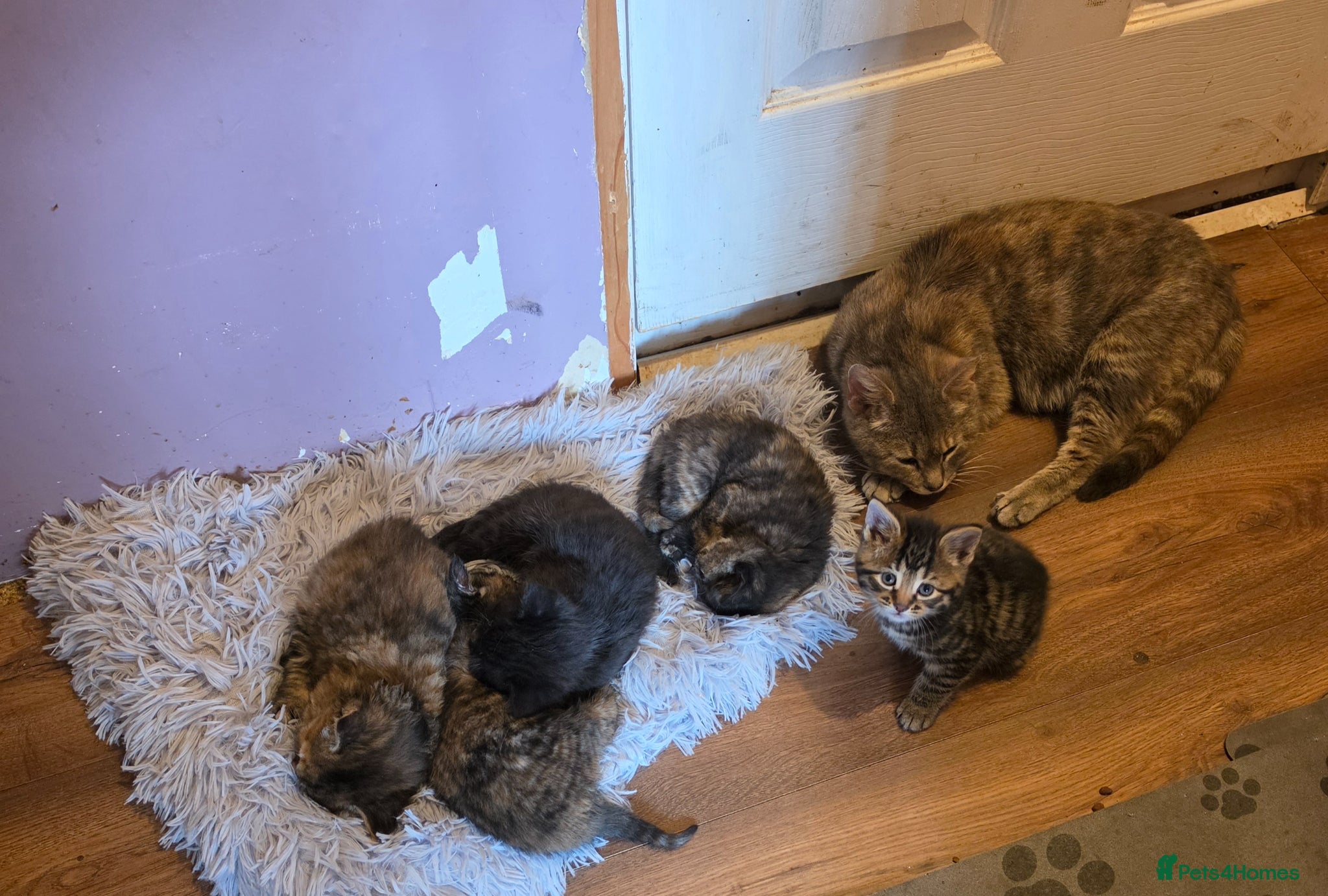 Mixed Breed cats 5 kittens available  - Advert 6