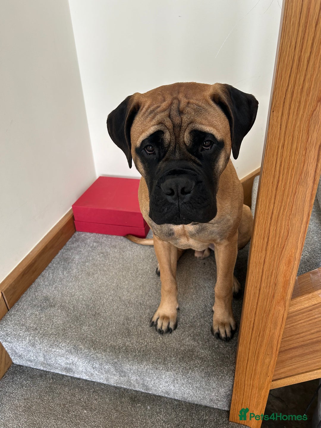 Bullmastiff dogs for stud: 🦴 Now for Stud – Finn Shelby of the Garrison 🦴 - Image 1