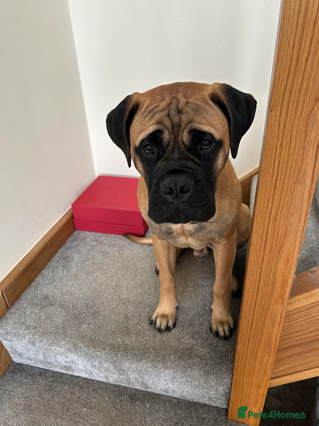 Bullmastiff dogs for stud: 🦴 Bullmastiff - PROVEN KC Reg. 5 Gen Pedigree 🦴 - Advert 1