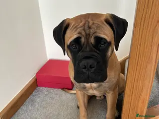 Bullmastiff dogs 🦴 For Stud – KC Registered 5 Gen Pedigree 🦴 - Advert 1