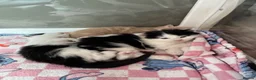 Mixed Breed cats for sale: Beautiful half Maine coon ginger and grey kittens  - Advert 18